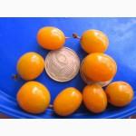 Продам саженцы ягодных кустарников: смородина, крыжовник, калина, малина, облепиха