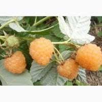 Продам саженцы ягодных кустарников: смородина, крыжовник, калина, малина, облепиха