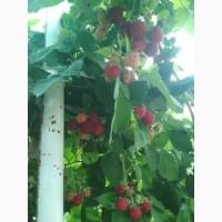 Продам саженцы ягодных кустарников: смородина, крыжовник, калина, малина, облепиха