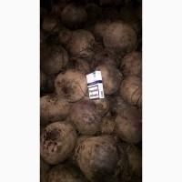 Продам Свеклу