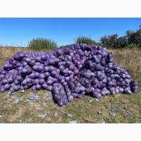 Продам красно качану капусту в сітках з поля обем 3-4тонн
