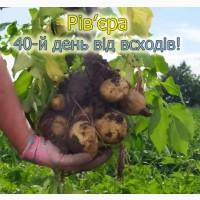 Картопля насіннєва сорт Ривьера Рівєра 2 репродукція