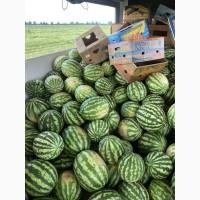 Продам арбуз кавун Продюсер