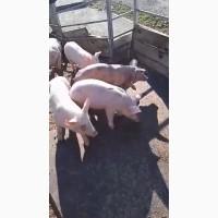 Продам поросят, весом 20-30 кг. Оптовые продажи