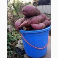 Продам эко батат