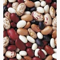 Продам квасолю. Купити квасолю опт