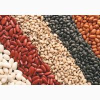 Продаж квасолі. Продам квасолю