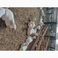Продам коз зааненской породы