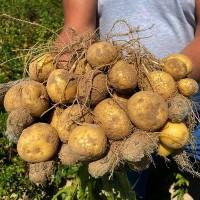 Продам семенной картофель Орла