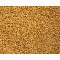 ЗАКУПОВУЄМО насіння гірчиці жовтої