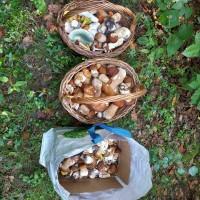Сушені білі гриби полісся