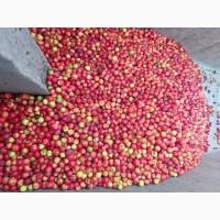 Куплю яблука на промпереробку самовивіз від 24тон