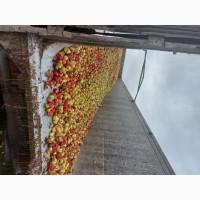 Куплю яблука на промпереробку самовивіз від 24тон