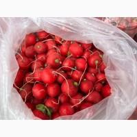 Продам редис
