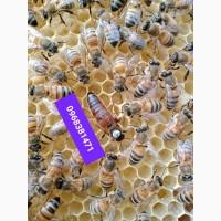 Бджоломатки продам