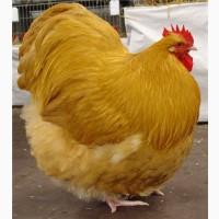 Реалізуємо інкубаційні яйца