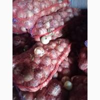 Продам Цибулю сорт Свифт, размер 6-9, на общепит, не назакладку, с.Чумаки