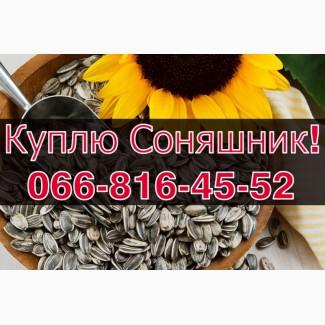 Купую СОНЯШНИК!Дорого!На постійній основі!!!Щоденно