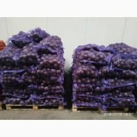 ФГ Продамо Буряк 1гат, 2 гат. Сорт Боро. Всього 1000т