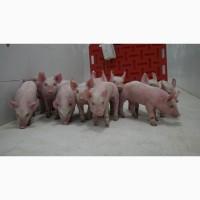 Продам поросят беконної породи