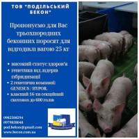Продам поросят беконної породи