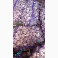 Закупка часнику всіх розмірів