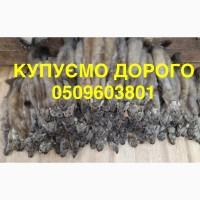 Шкіри куниці і бобра КУПУЄМО НАЙДОРОЖЧЕ