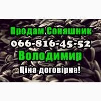 Продаю високоякісний соняшник у будь яких обсягах! Виробник