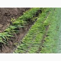 Продам перо зеленої цибулі
