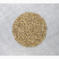 Насіння пшениці твердої озимої Єлісей, перша репродукція