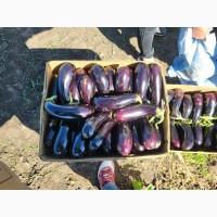 Продам баклажан