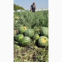 Продам кавун, друга катка