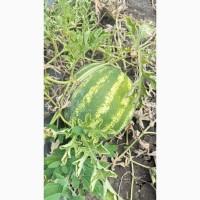 Продам кавун, друга катка