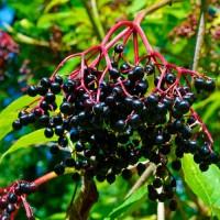 Куплю бузину