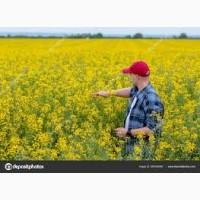 Закупаємо Ріпак без ГМО по всій Україні