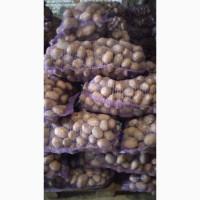 Продам картоплю мелоді