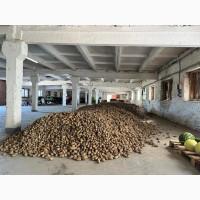 Насіннєва картопля