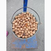 Куплю Грецкие орехи