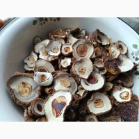 Шапочки білих грибів