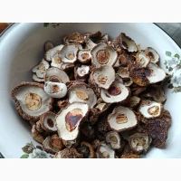 Шапочки білих грибів
