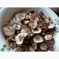 Шапочки білих грибів