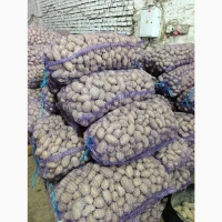 Продам насінневу картоплю Гранада