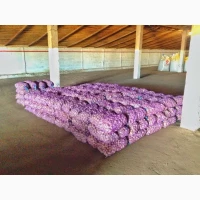 15 тонн ПРОДАМ ЧАСНИК Любаша Молодий Посадковий Матеріал Озимий Чеснок Молодой Посадочный