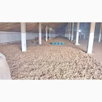 15 тонн ПРОДАМ ЧАСНИК Любаша Молодий Посадковий Матеріал Озимий Чеснок Молодой Посадочный