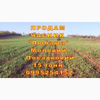 15 тонн ПРОДАМ ЧАСНИК Любаша Молодий Посадковий Матеріал Озимий Чеснок Молодой Посадочный