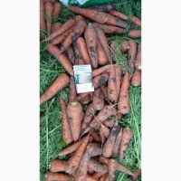 Продам моркву, сорт Каспій