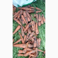 Продам моркву, сорт Каспій