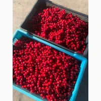 Продам вишню свіжу