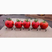 Продам помидорчик с поля