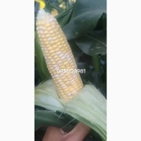 Продам солодку кукурудзу, сорт Ракель
